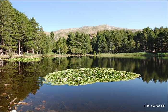 Il ya quelques années, des Nénuphars furent introduits dans le lac de Creno (6)