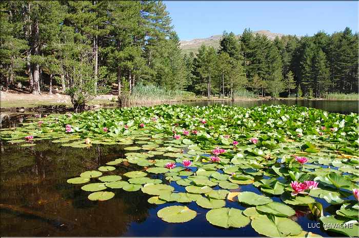 Il ya quelques années, des Nénuphars furent introduits dans le lac de Creno (10)