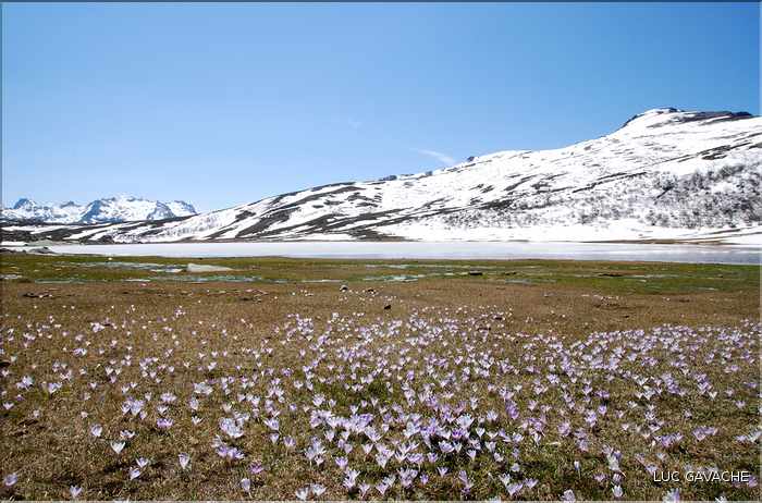 Lac de Ninu à la fin du printemps, 1743 m.d'altitude (14)