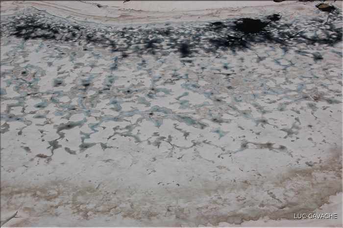 Lac Bellebone à la fin du printemps (7)