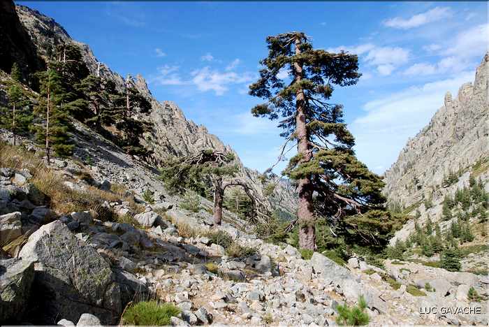 Bergeries de Grotelle et ses environs, vallée de la Restonica (40)