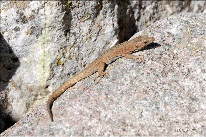 Lézard de Bedriaga, espéce endémique de la Corse et de la Sardaigne.