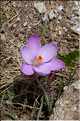 La fleur du primtemps, Crocus Corsicus (1)