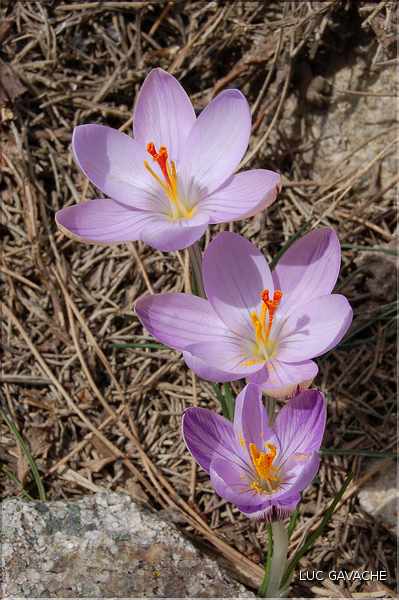 La fleur du primtemps, Crocus Corsicus (2)
