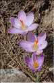 La fleur du primtemps, Crocus Corsicus (2)