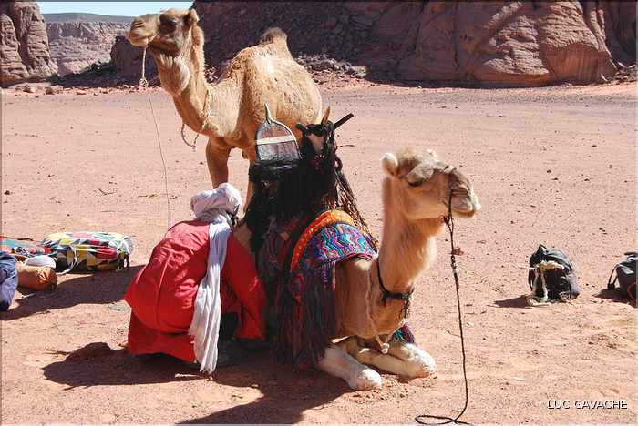 Méharé dans le Tadrart rouge au Sud-Est de Djanet, Oued Tilafaso (4)