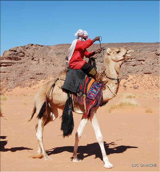 Méharé dans le Tadrart rouge au Sud-Est de Djanet, Oued Tilafaso (14)