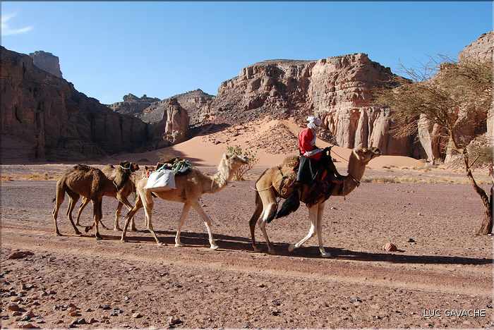 Méharé dans le Tadrart rouge au Sud-Est de Djanet, Oued Tilafaso (16)