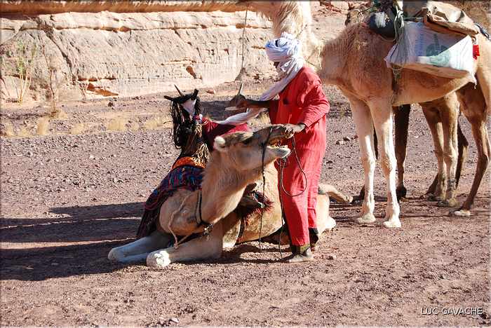 Méharé dans le Tadrart rouge au Sud-Est de Djanet, Oued Tilafaso (33)