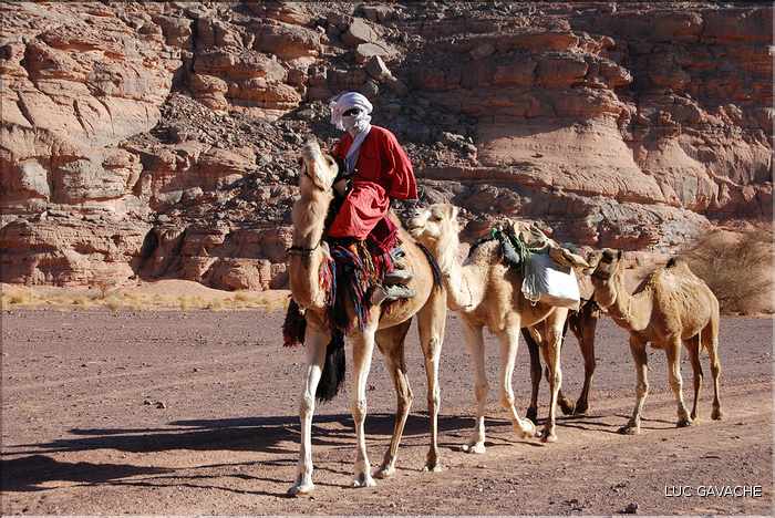 Méharé dans le Tadrart rouge au Sud-Est de Djanet, Oued Tilafaso (37)