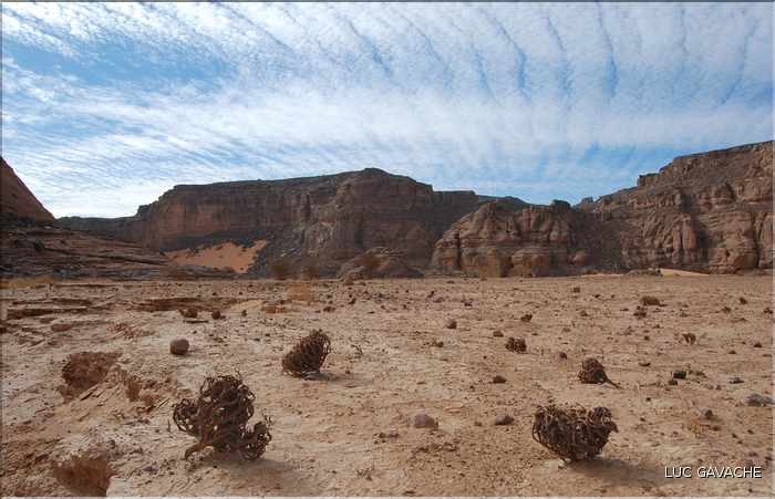 Roses de Jericho dans l'Oued In Djeram, Tadrart Rouge (1)