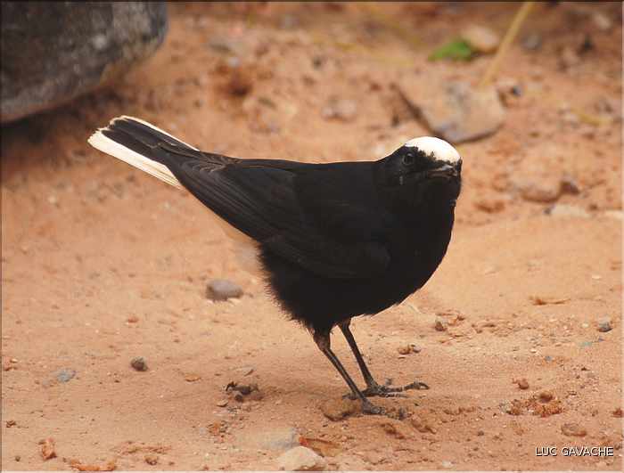 Le Moula Moula est l'oiseau fétiche des Touaregs, il suit les caravanes dans le desert (4)