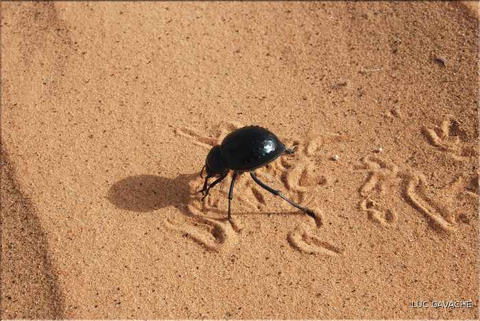 Un scarabée très commun dans le désert