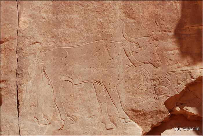 gravure rupestre de vache, Tadrart rouge