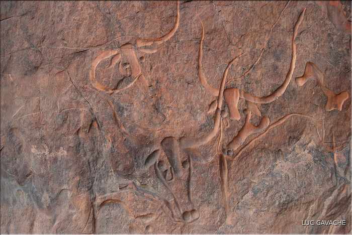 gravure rupestre de la vache qui pleure, dans les environs de Djanet