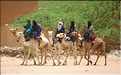 Le dromadére, que les Touaregs appel chameau, reste un moyen de transport encore très utilisé (12)