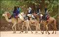 Le dromadére, que les Touaregs appel chameau, reste un moyen de transport encore très utilisé (13)