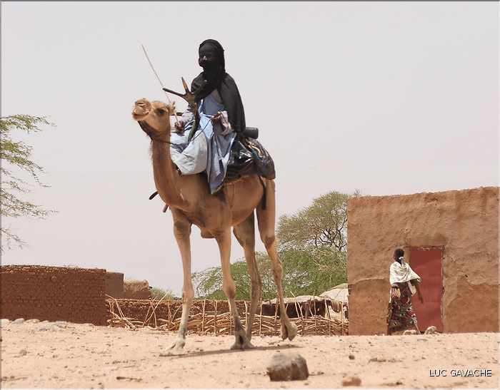 Le dromadére, que les Touaregs appel chameau, reste un moyen de transport encore très utilisé (16)