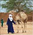 Le dromadére, que les Touaregs appel chameau, reste un moyen de transport encore très utilisé (20)
