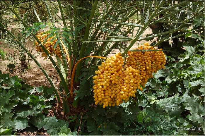 L'oasis de Timia, en plein coeur de l'Ar, regorge de jardins luxuriants (5)