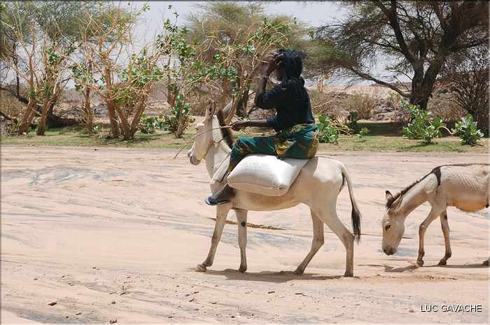 La famille d'Aghali vie dans la plus pure tradition des nomades Touareg, ce jour là ils partaient chercher une nouvelle zone de paturage (1)