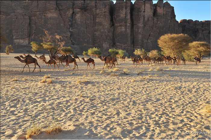 Ces nomades se dirigent vers la guelta d'Arche. (2)