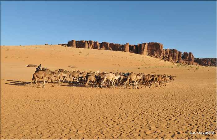 Ces nomades se dirigent vers la guelta d'Arche. (10)