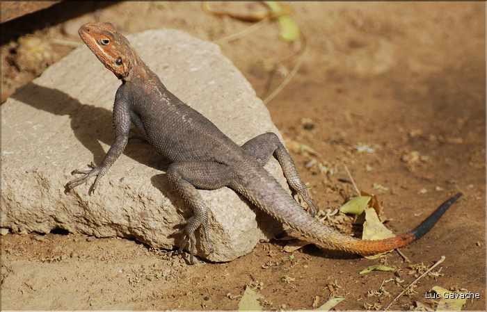 Au coeur de la capitale du Tchad, les petits animaux sont omniprésents. (2)