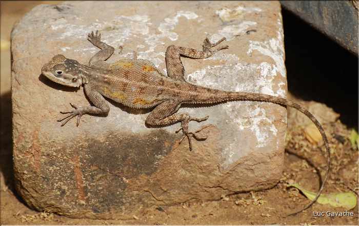 Au coeur de la capitale du Tchad, les petits animaux sont omniprésents. (3)