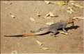 Au coeur de la capitale du Tchad, les petits animaux sont omniprésents. (11)
