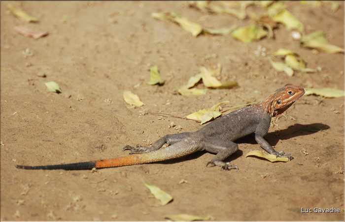 Au coeur de la capitale du Tchad, les petits animaux sont omniprésents. (12)