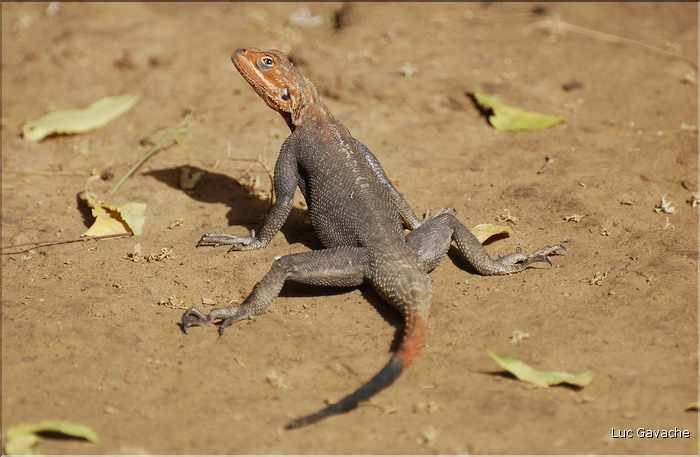 Au coeur de la capitale du Tchad, les petits animaux sont omniprésents. (13)