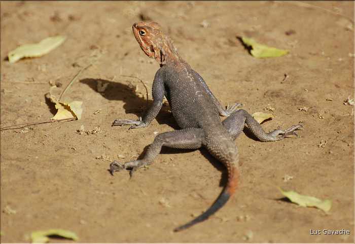 Au coeur de la capitale du Tchad, les petits animaux sont omniprésents. (14)