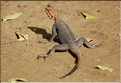 Au coeur de la capitale du Tchad, les petits animaux sont omniprésents. (14)