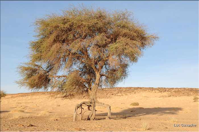 Le wadi Kika se situe à l'Ouest de l'Ennedi. (5)