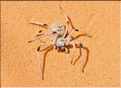 Araignée des sables.