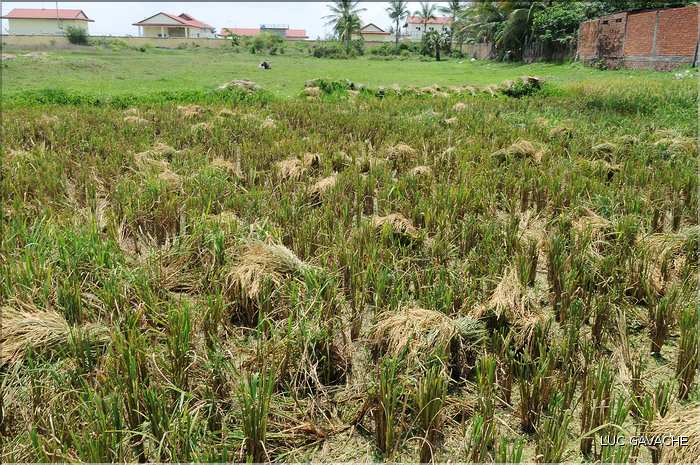 La culture du Riz au Cambodge... (2)