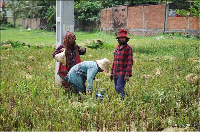 La culture du Riz au Cambodge... (3)