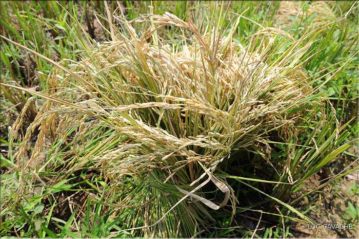 La culture du Riz au Cambodge... (4)