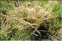La culture du Riz au Cambodge... (4)