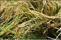 La culture du Riz au Cambodge... (5)