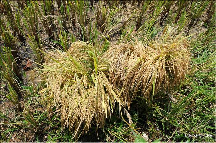 La culture du Riz au Cambodge... (6)