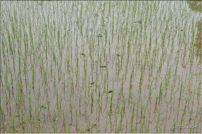 La culture du Riz au Cambodge... (7)