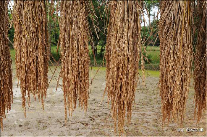 La culture du Riz au Cambodge... (8)