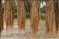 La culture du Riz au Cambodge... (8)
