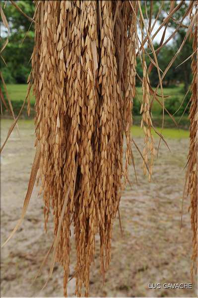 La culture du Riz au Cambodge... (9)