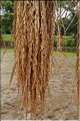 La culture du Riz au Cambodge... (9)
