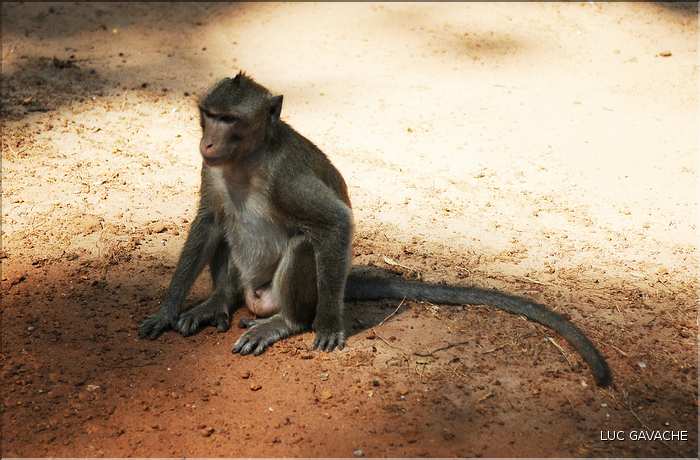 Les animaux des Temples dAngkor. (1)