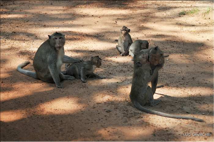 Les animaux des Temples dAngkor. (2)