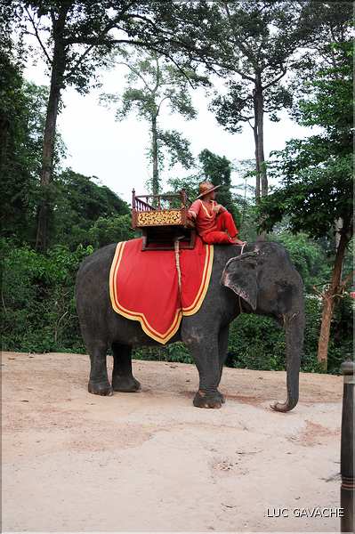 Les animaux des Temples dAngkor. (3)